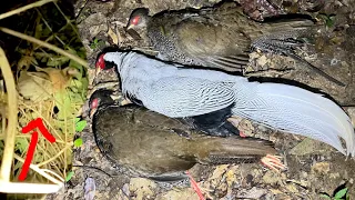 Shooting wild chicken and pheasant sleep at night