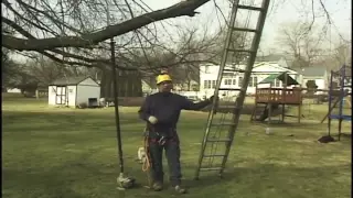 using ladders for tree work