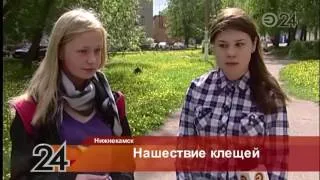 Нижнекамск переживает нашествие клещей