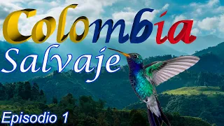 Colombia Salvaje  (Episodio 1) || Tierras altas y colibries Episodio