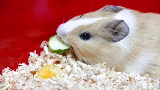 Морская свинка завтракает [Guinea pig is having breakfast]