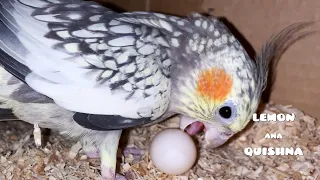 Making Cockatiels a Nest to Find out who's the True Mother