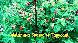 "Малиновое дерево Сказка и Таруса" #сад#огород#дача