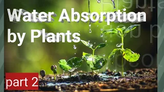 Water Absorption by plants physical theories