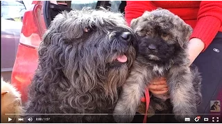 Sale.ФЛАНДРСКИЙ БУВЬЕ- ГРЯЗНАЯ БОРОДА.Bouvier des Flandres.Odessa.