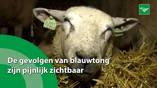 De gevolgen van blauwtong zijn pijnlijk zichtbaar