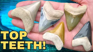 FLORIDA'S BEST FOSSIL SHARK TEETH REVEALED