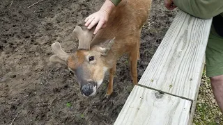 Scratching a buck's antlers