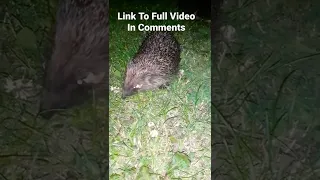 Hedgehog Sounds. The Sounds Hedgehogs Make. #Shorts Subscribe For More Wildlife, Gardening & Crafts