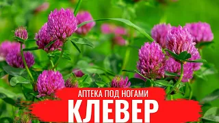 КЛЕВЕР / О правилах сбора, нюансах заготовки и приготовлении полезных настоев / Аптека под ногами