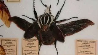 ACNHM GIANT INSECT AND ARTHROPOD COLLECTION