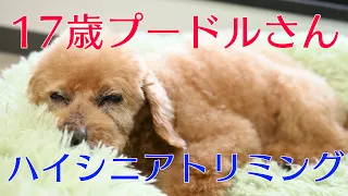 【トリミング】17歳プードルさん【シニア犬】