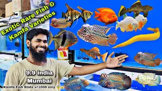 Exotic & Rare Variety Fish & Kamfa 9.9 india Aquarium Arowana | Kamfa | Golden Eel | L series Pleco