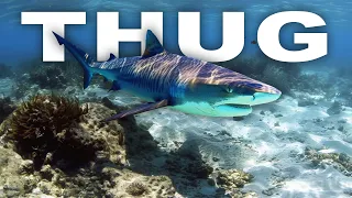 Terror From Beneath: Reign of the Thuggish Tiger In Tropical Waters  | Wild Waters