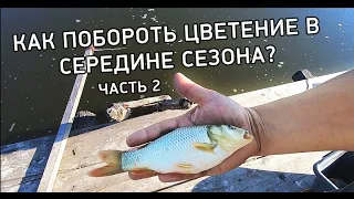 КАК ПОБОРОТЬ ЦВЕТЕНИЕ ВОДОЕМА цианобактериями в середине сезона?