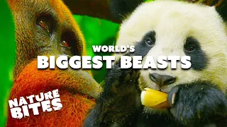 Big Beasts of The World: Komodo Dragons, Orangutans and Giant Pandas | Nature Bites