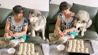 Dog sees dumplings  drools  claims all [Liang Bin's pet Wang Xingren]