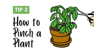 How to Pinch a Plant