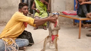 कॉमेडी बंदर का खेल | Funny Monkey Dance Video | Bandar Madari ka khel | Comedy Monkey Drama Video