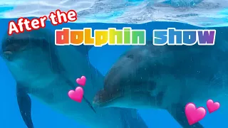 After the dolphin show🐬 Fan service is perfect❗️✨Japanese safari park 🐬Adventure world ✨