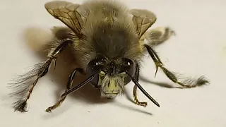 Самець Дикой Земляной Бджоли Антофори. Male of Wild Solitary Bee Anthophora. 09.05.2024.