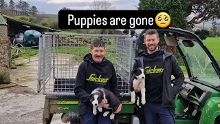 Puppies gone & Sheep off to the tops #tepari #farm #farming #cows  #animals #puppies #tractors