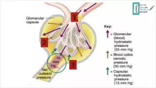 Glomerular Filtration