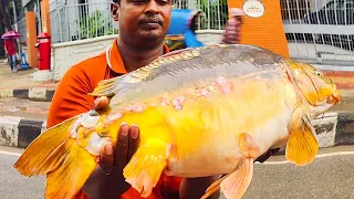 Amazing Giant! Huge Mirror Carp Fish Cutting Live In Fish Market | Fish Cutting Skills