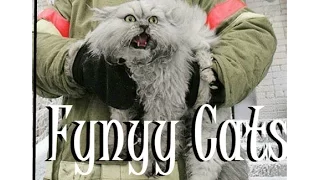 Funny Cats - Смішні Коти