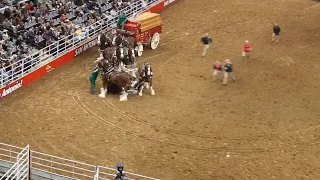 VIDEO | Budweiser's Clydesdale Wagon gets tangled up, horses fall during San Antonio rodeo