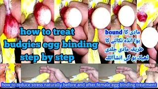 Budgies parrot egg binding treatment/budgies egg binding symptoms in urdu/hindi/Budgies parrot Apc