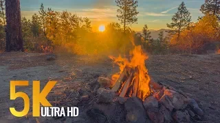 Peaceful Campfire at Sunrise - 5K Nature Relaxation Video with Crackling Fire Sounds