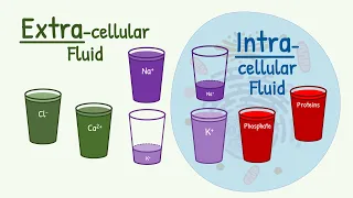 Extracellular Fluid vs Intracellular Fluid: The MAIN DIFFERENCE in Composition