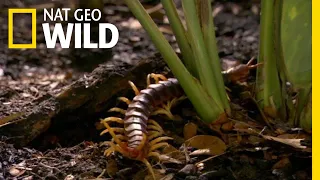 The Giant Centipede Has an Unexpected Meal | Nat Geo Wild