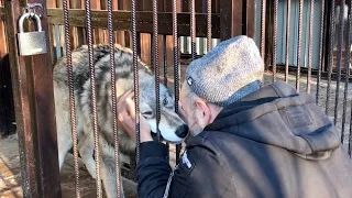 Волк Акела освоился в Парке северных волков. Папа тискает волчонка и говорит Тайге до свидания.