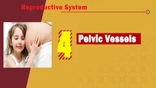 04  Pelvic vessels