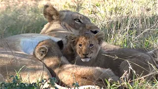 The Lionesses Brings the Younger Cubs Back to their Place of Birth Ep 85
