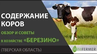 Содержание коров. Советы из хозяйства "Березино".