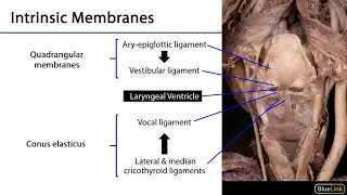 Larynx, Pharynx and CST LO 6 - Intrinsic Laryngeal Membranes