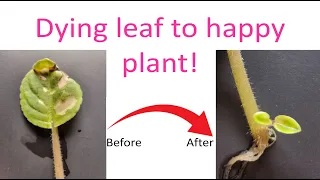 how to propagate African violets from leaves