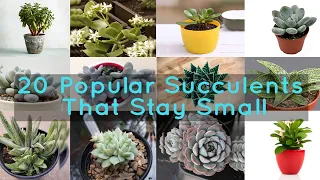 20 Popular Succulents That Stay Small