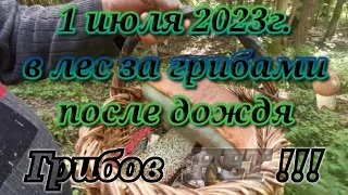 1 июля 2023г. в лес подмосковья за грибами, после дождя. Прогулялись и даже нашли ....