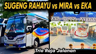 AKSI VIRAL !! BALAPAN 3 BUS JAWATIMURAN 🔥 SUGENG RAHAYU vs MIRA vs EKA Trip Report Bus SUGENG RAHAYU