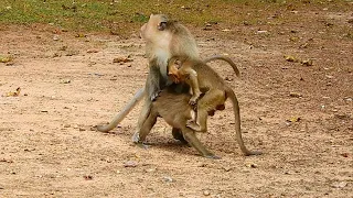 OMG! Never Seen Before…Pity smallest one cannot escape, why big monkey did this example?