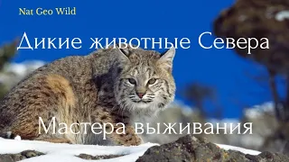 Nat Geo Wild. Дикие животные Севера. Мастера выживания.