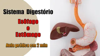 Sistema Digestório - Esôfago e Estômago - Aula Prática