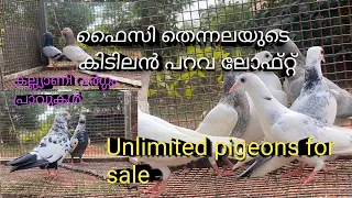 Unlimited high quality pigeons/faisyude kidilan arava loft / parava loft visit