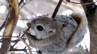 知床のモモンガ　Flying squirrel in Shiretoko