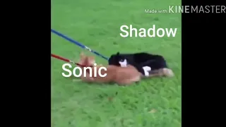 Sonic as vines part 7 (14+)