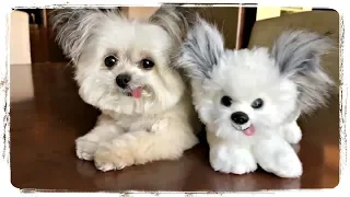 ПРИКОЛЫ С ЖИВОТНЫМИ подборка | FUN WITH ANIMALS compilation #468